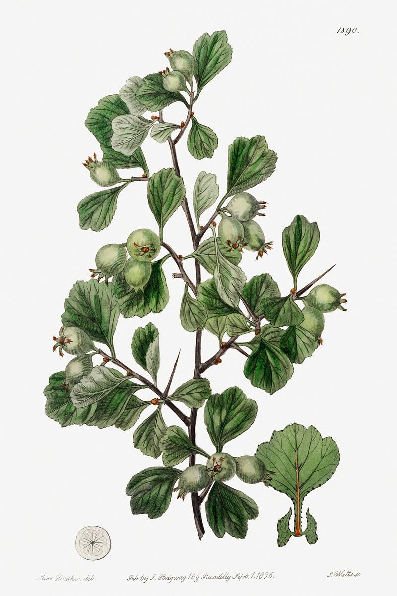 Littlehip hawthorn poster Spathula-leaved thorn from Edwards’s Botanical Register (1829—1847) by Sydenham Edwards, John Lindley, and James…