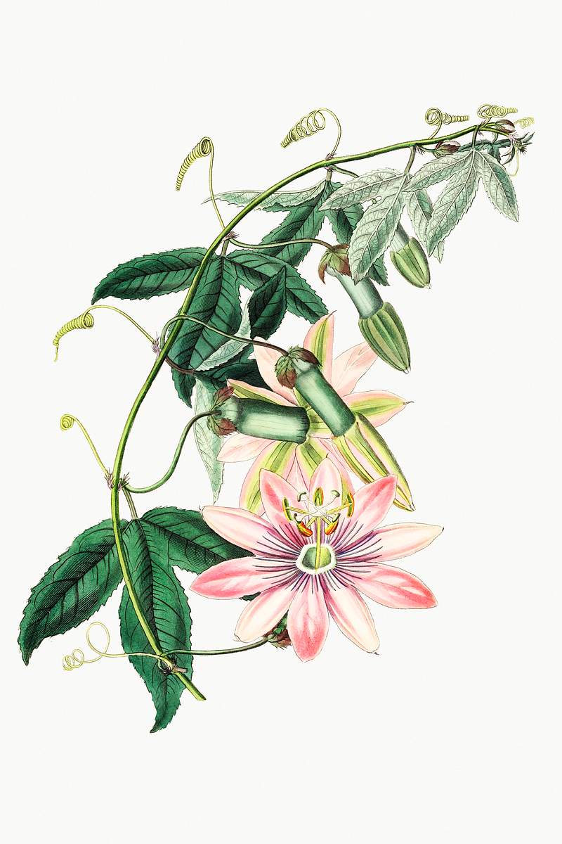 Mrs.Marryat's tacsonia from Edwards’s Botanical Register (1829—1847) by Sydenham Edwards, John Lindley, and James…