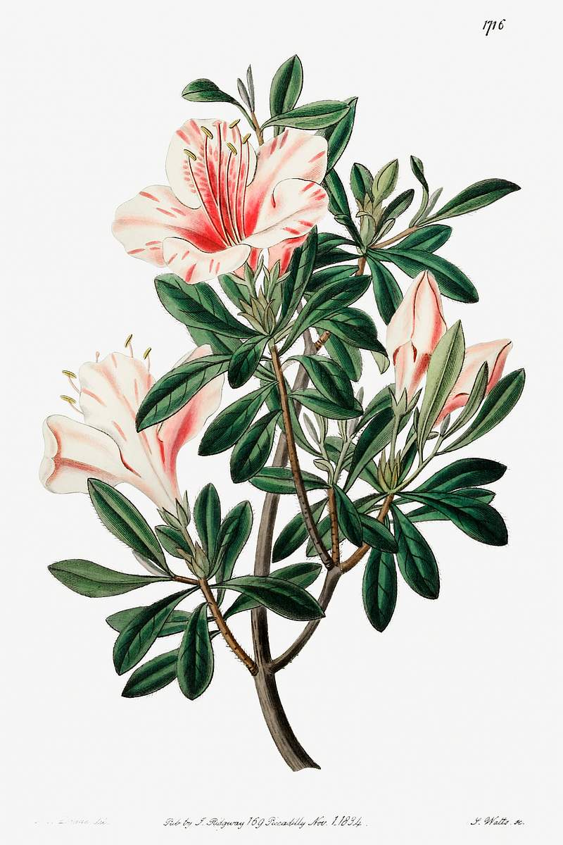 The variegated Chinese azalea from Edwards’s Botanical Register (1829—1847) by Sydenham Edwards, John Lindley…