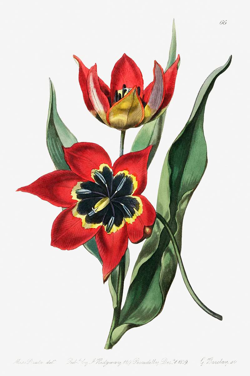 Strong smelling tulip from Edwards’s Botanical Register (1829—1847) by Sydenham Edwards, John Lindley, and James…