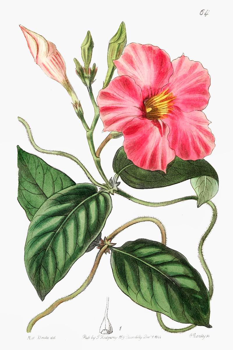 Knob-jointed dipladenia from Edwards’s Botanical Register (1829—1847) by Sydenham Edwards, John Lindley, and…