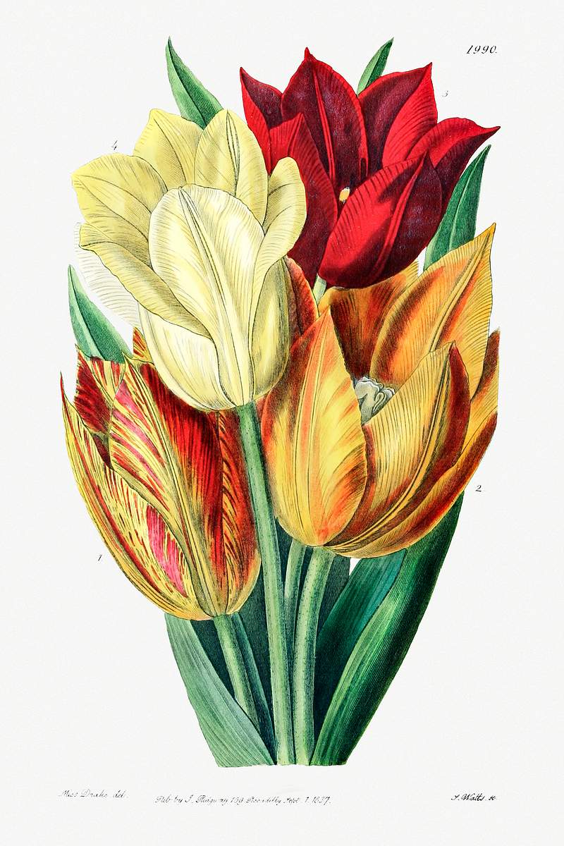 Tulips in warm color poster | Free public domain illustration Rough stemmed tulip from Edwards’s Botanical Register (1829—1847) by Sydenham Edwards, John Lindley, and James…