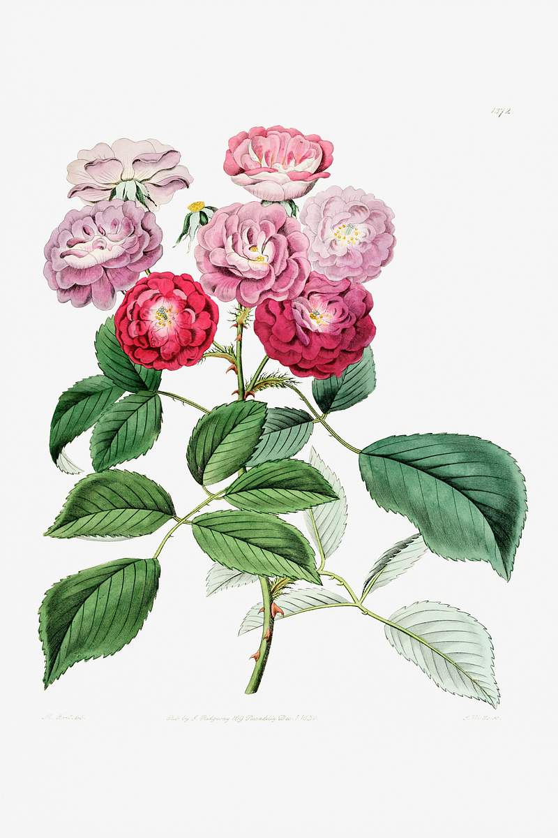 The seven sister's rose from Edwards’s Botanical Register (1829—1847) by Sydenham Edwards, John Lindley, and…
