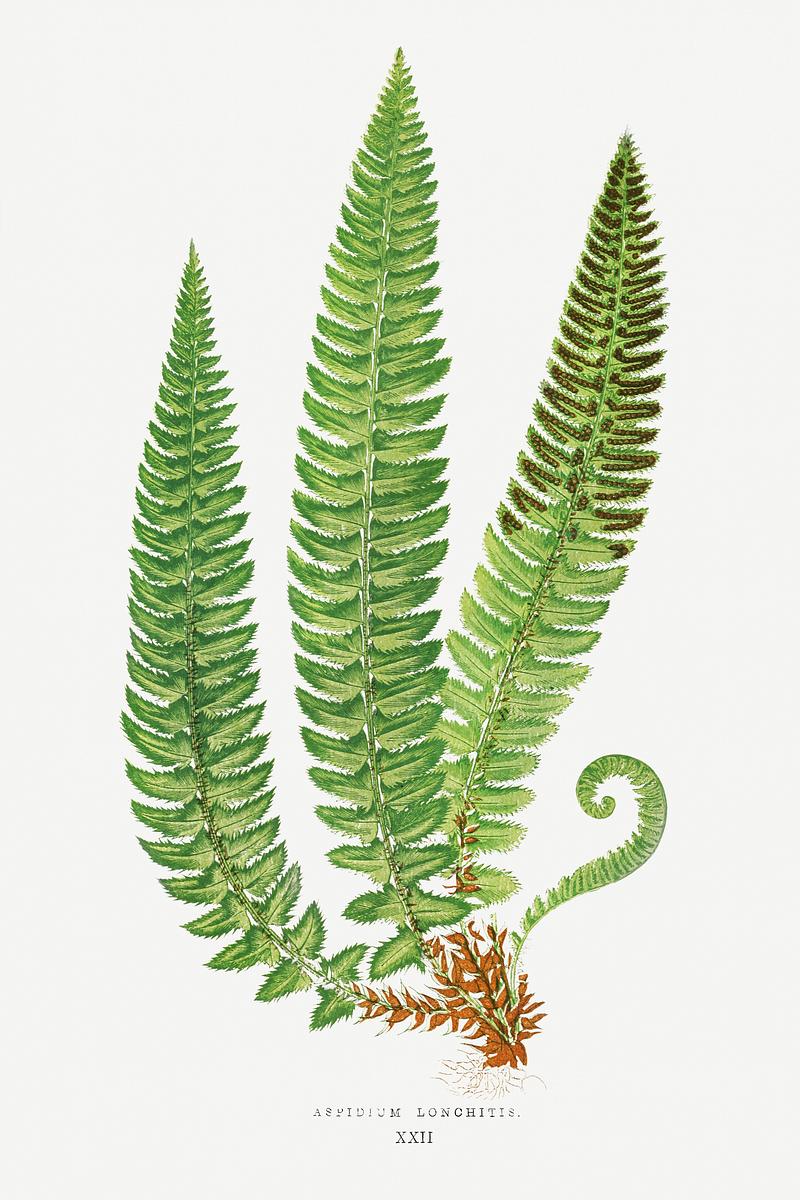 Edward Joseph Lowe Fern Aspidium Lonchitis from Ferns: British and Exotic (1856-1860) by Edward Joseph Lowe. Original from Biodiversity Heritage…