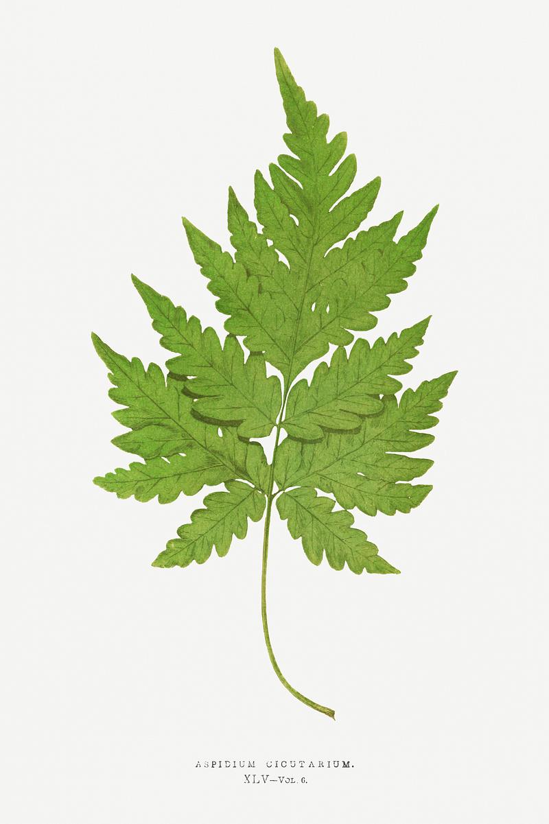 Edward Joseph Lowe Fern Aspidium Cicutarium from Ferns: British and Exotic (1856-1860) by Edward Joseph Lowe. Original from Biodiversity Heritage…
