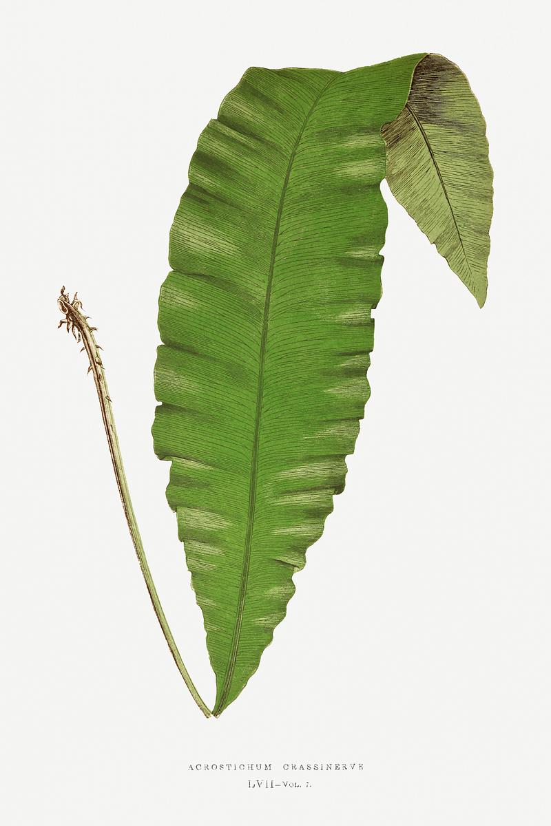 Edward Joseph Lowe Fern Acrostichum Crassinerve from Ferns: British and Exotic (1856-1860) by Edward Joseph Lowe. Original from Biodiversity Heritage…