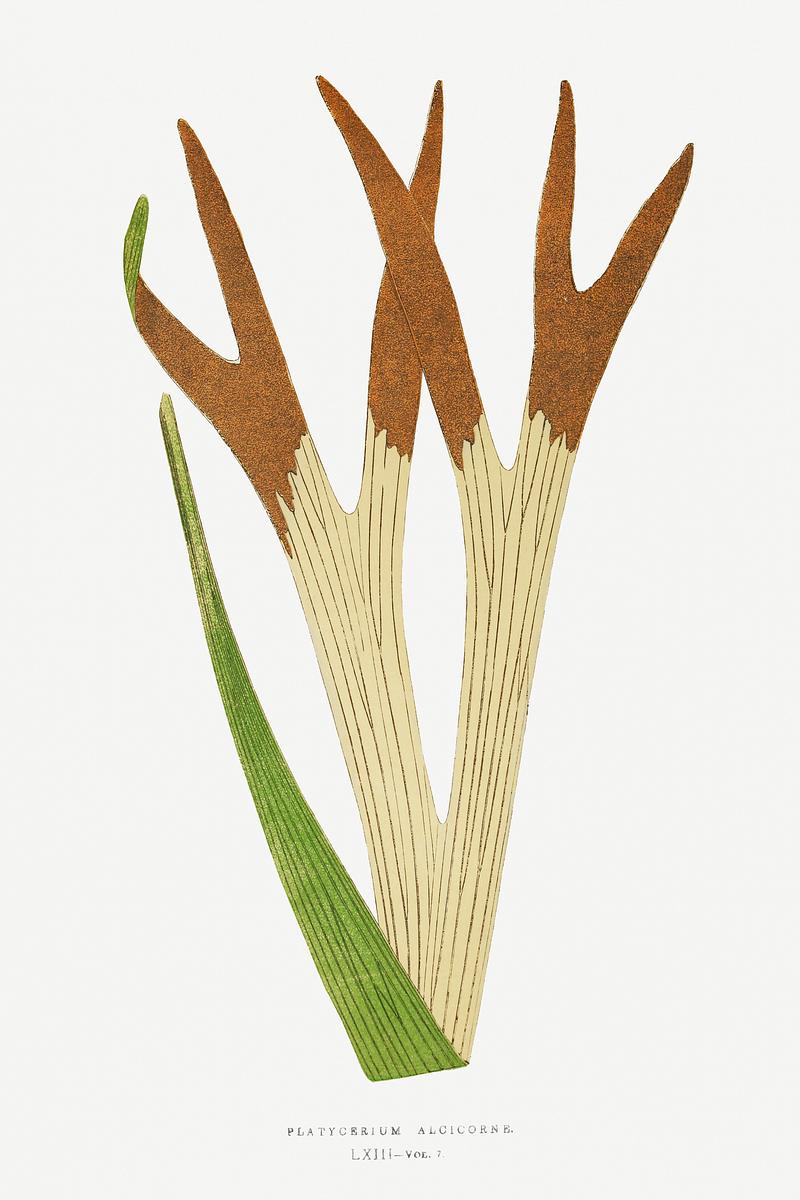 Edward Joseph Lowe Fern Platycerium Alcicorne (Staghorn Fern) from Ferns: British and Exotic (1856-1860) by Edward Joseph Lowe. Original from…