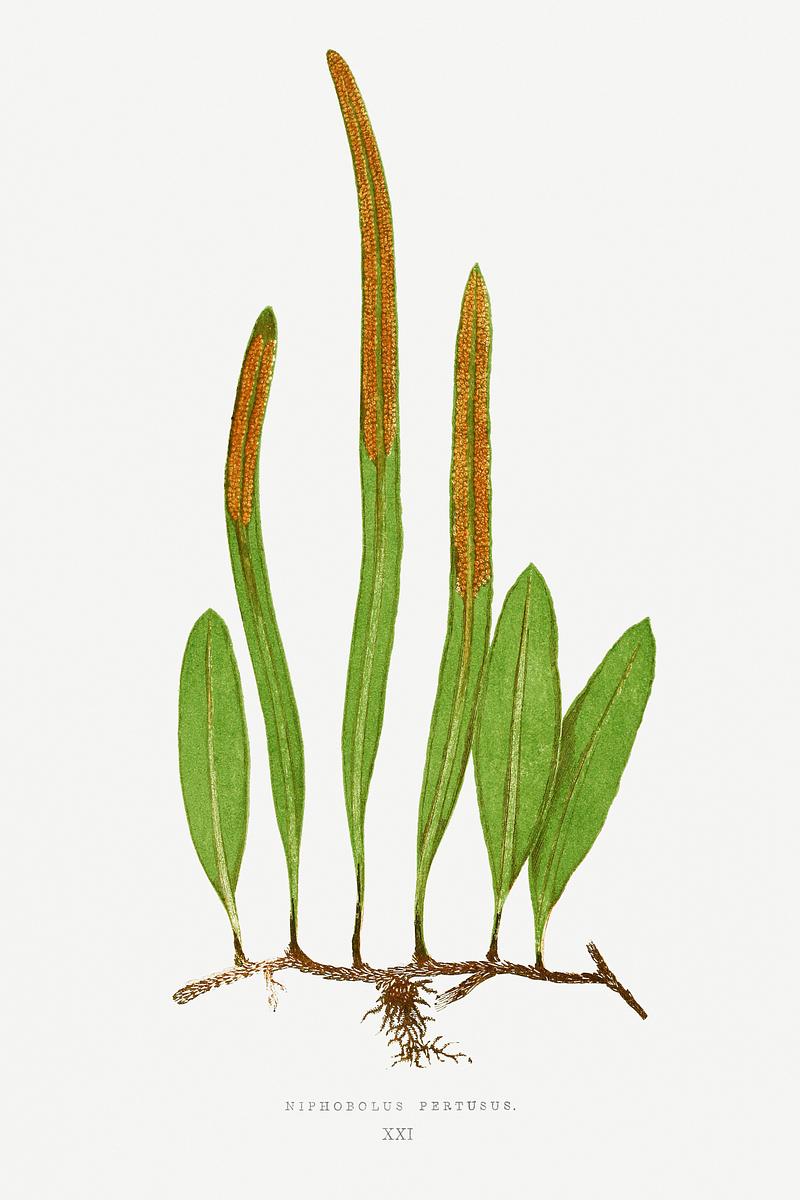 Edward Joseph Lowe Fern Niphobolus Pertusus from Ferns: British and Exotic (1856-1860) by Edward Joseph Lowe. Original from Biodiversity Heritage…
