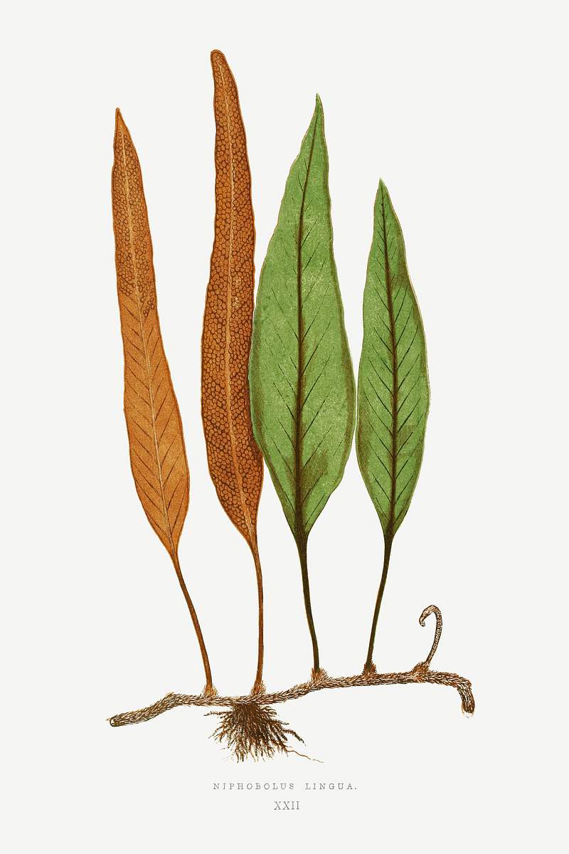 Niphobolus Ingua from Ferns: British and Exotic (1856-1860) by Edward Joseph Lowe. Original from Biodiversity Heritage…
