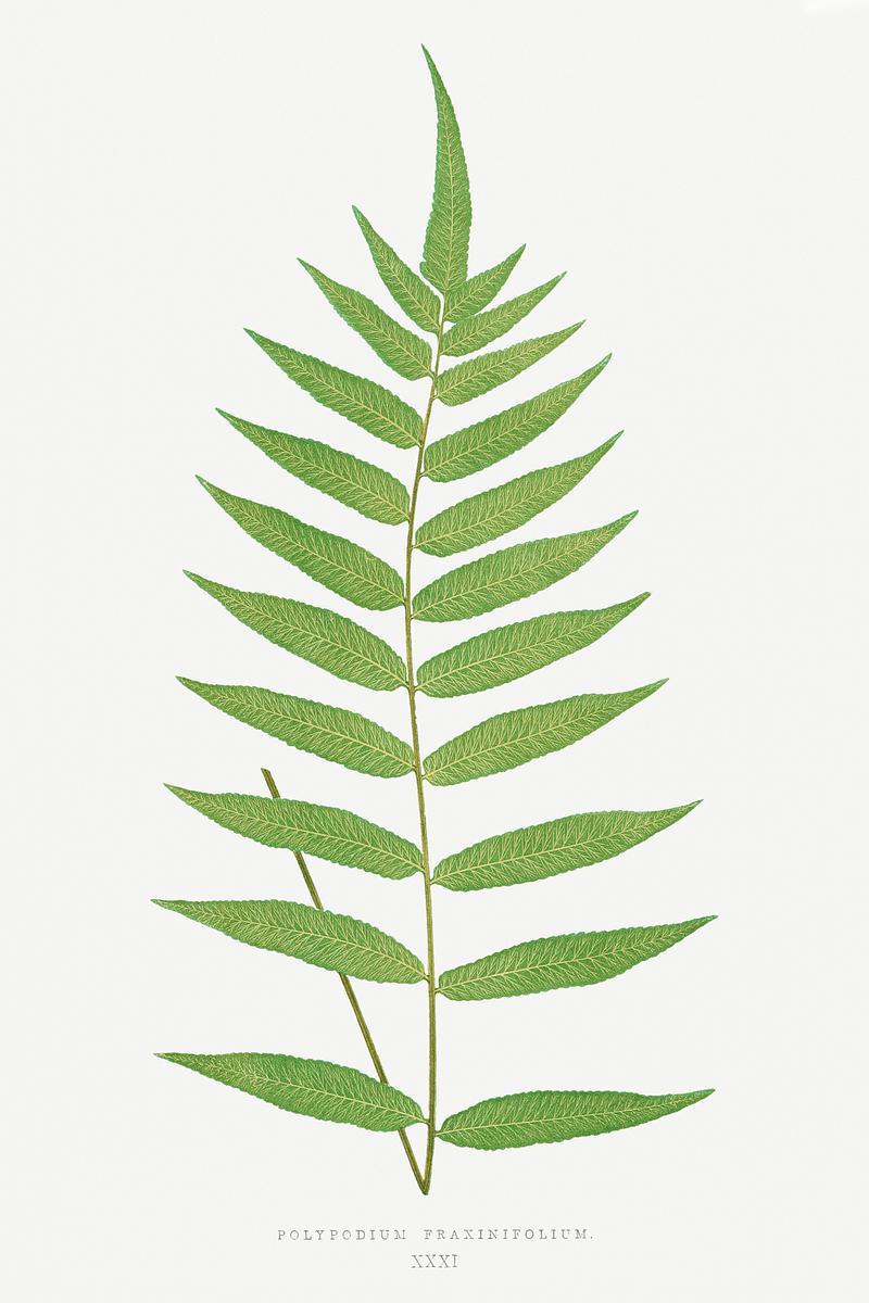 Edward Joseph Lowe Fern Polypodium Fraxinifolium from Ferns: British and Exotic (1856-1860) by Edward Joseph Lowe. Original from Biodiversity…