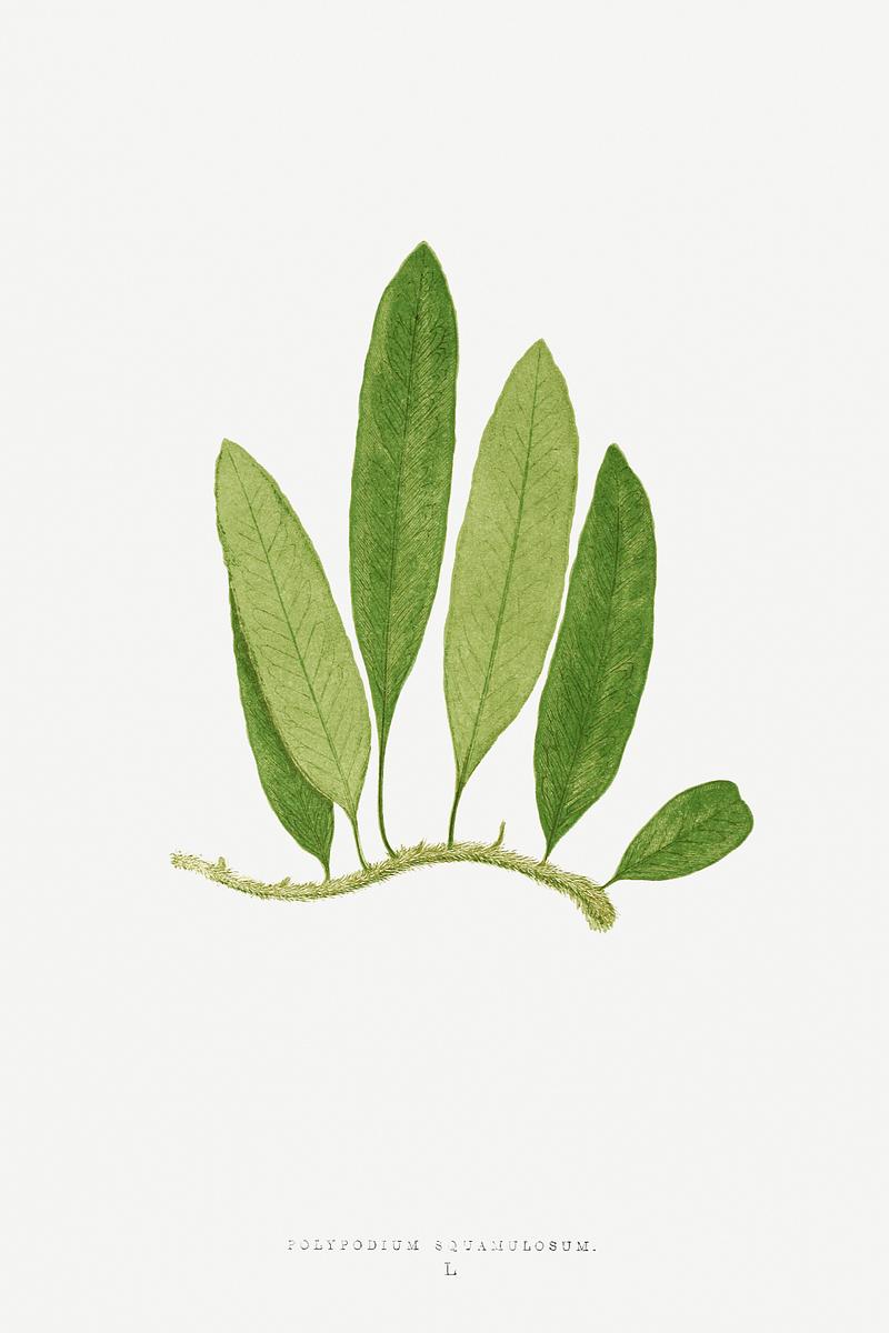 Edward Joseph Lowe Fern Polypodium Squamulosum from Ferns: British and Exotic (1856-1860) by Edward Joseph Lowe. Original from Biodiversity Heritage…