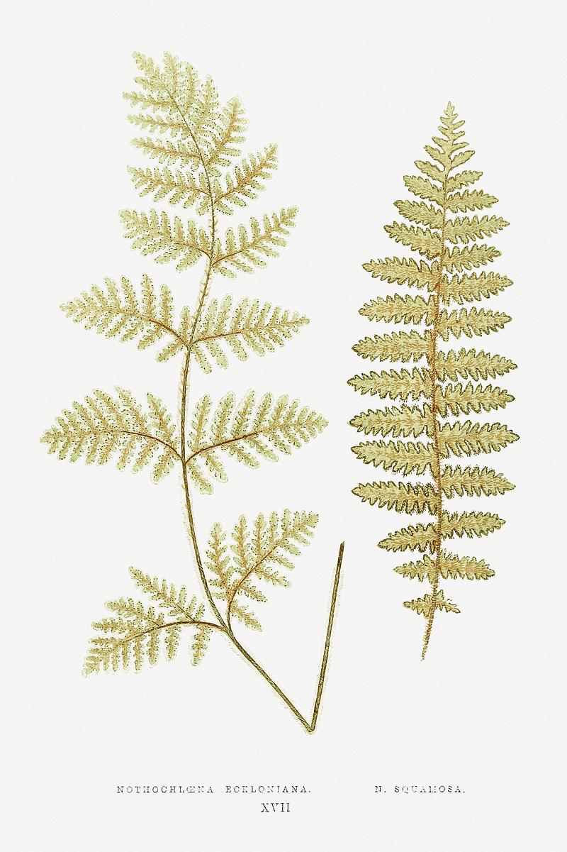 Edward Joseph Lowe Fern Nothochloena Eckloniana and N. Squamosa from Ferns: British and Exotic (1856-1860) by Edward Joseph Lowe. Original from…