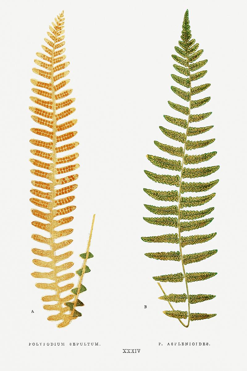 Edward Joseph Lowe Fern Polypodium Sepultum and P. Asplenioides from Ferns: British and Exotic (1856-1860) by Edward Joseph Lowe. Original from…