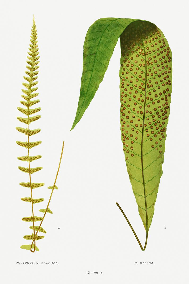 Edward Joseph Lowe Fern Polypodium Gracilis and P. Repens from Ferns: British and Exotic (1856-1860) by Edward Joseph Lowe. Original from…
