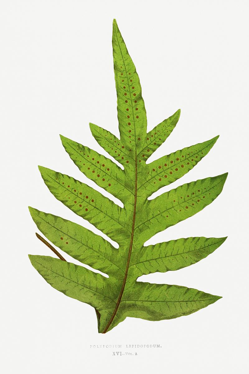 Edward Joseph Lowe Fern Polypodium Lepidopodum from Ferns: British and Exotic (1856-1860) by Edward Joseph Lowe. Original from Biodiversity Heritage…