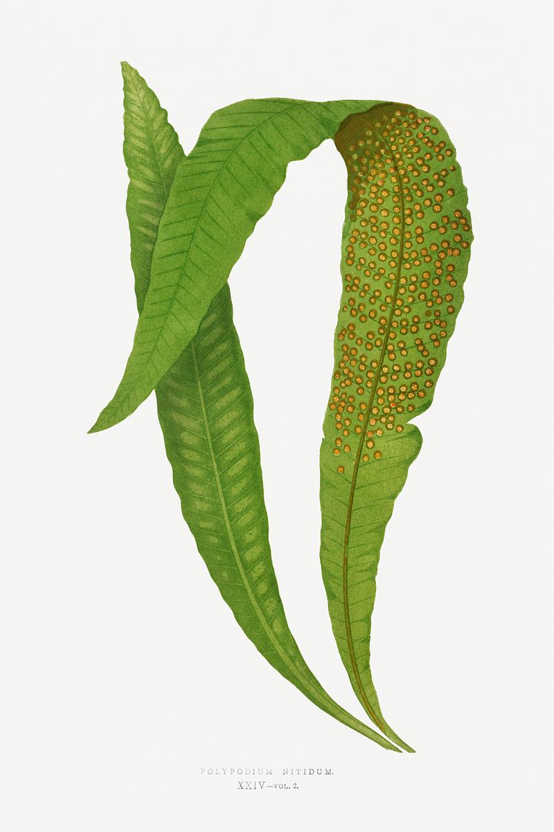 Edward Joseph Lowe Fern Polypodium Nitidum from Ferns: British and Exotic (1856-1860) by Edward Joseph Lowe. Original from Biodiversity Heritage…