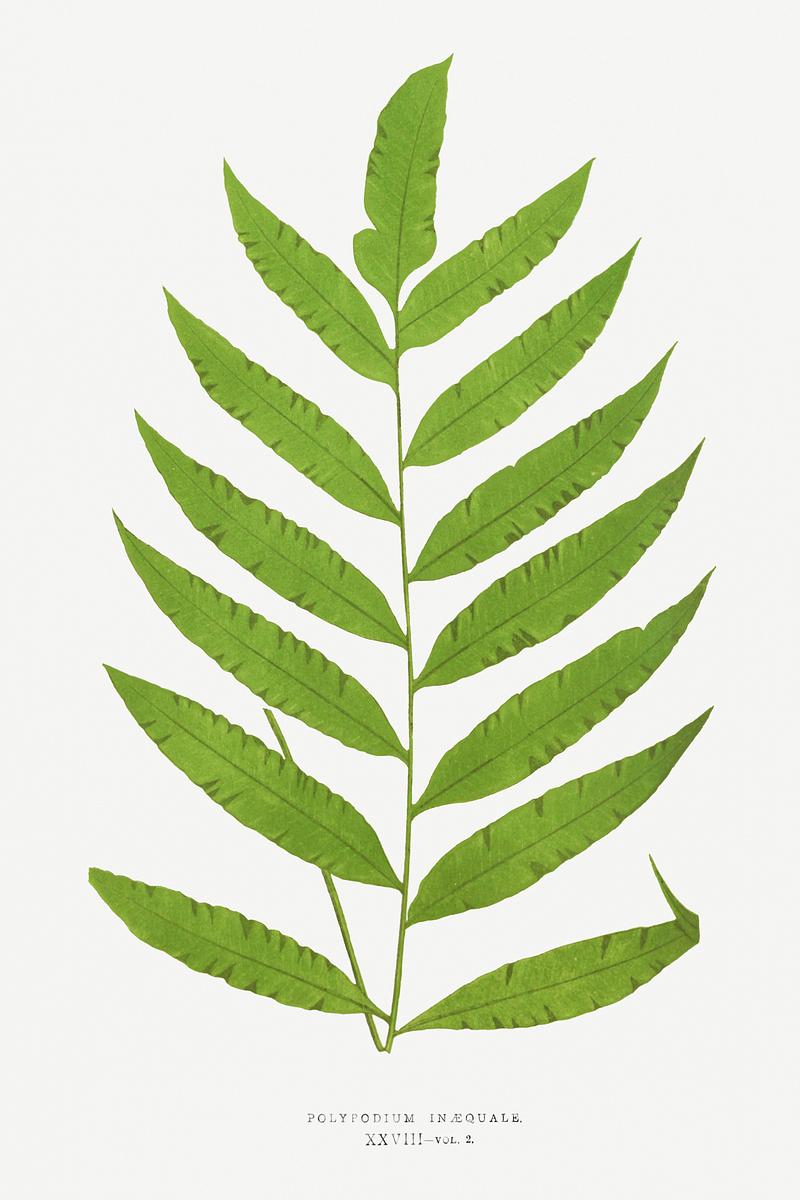 Edward Joseph Lowe Fern Polypodium Inaequale from Ferns: British and Exotic (1856-1860) by Edward Joseph LoweEdward Joseph Lowe. Original from…