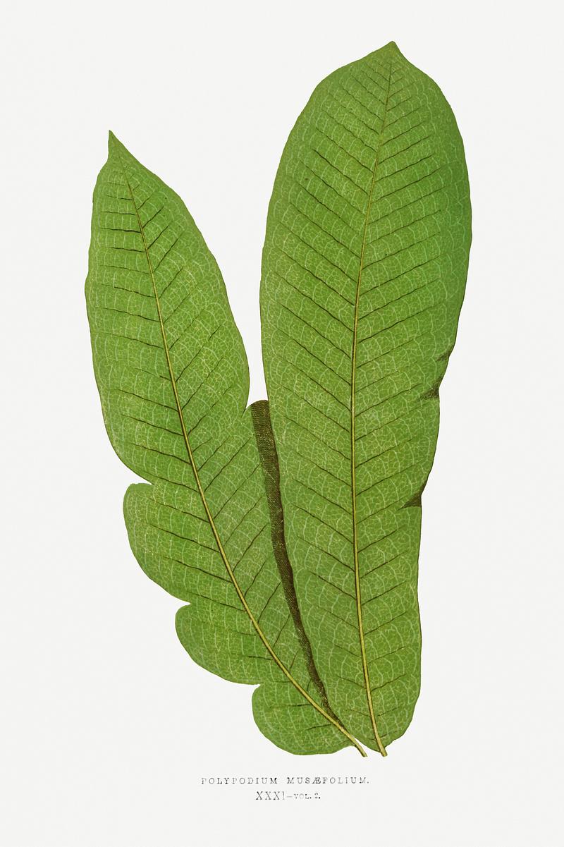 Edward Joseph Lowe Fern Polypodium Musaefolium from Ferns: British and Exotic (1856-1860) by Edward Joseph Lowe. Original from Biodiversity Heritage…