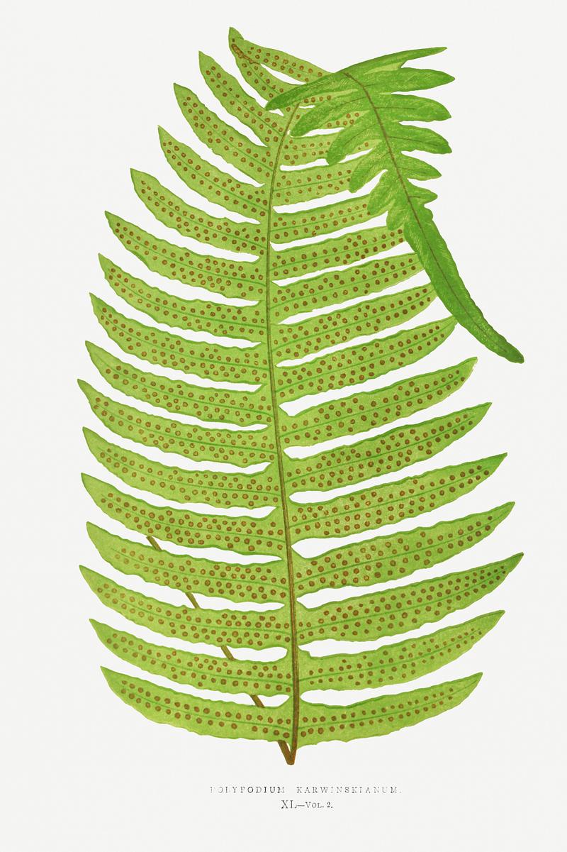 Edward Joseph Lowe Fern Polypodium Karwinskianum from Ferns: British and Exotic (1856-1860) by Edward Joseph Lowe. Original from Biodiversity…