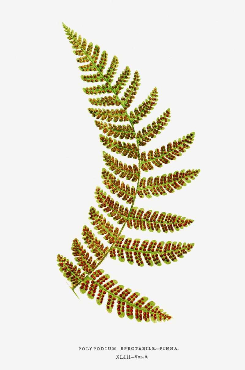 Edward Joseph Lowe Fern Polypodium Spectabile–Pinna from Ferns: British and Exotic (1856-1860) by Edward Joseph Lowe. Original from…