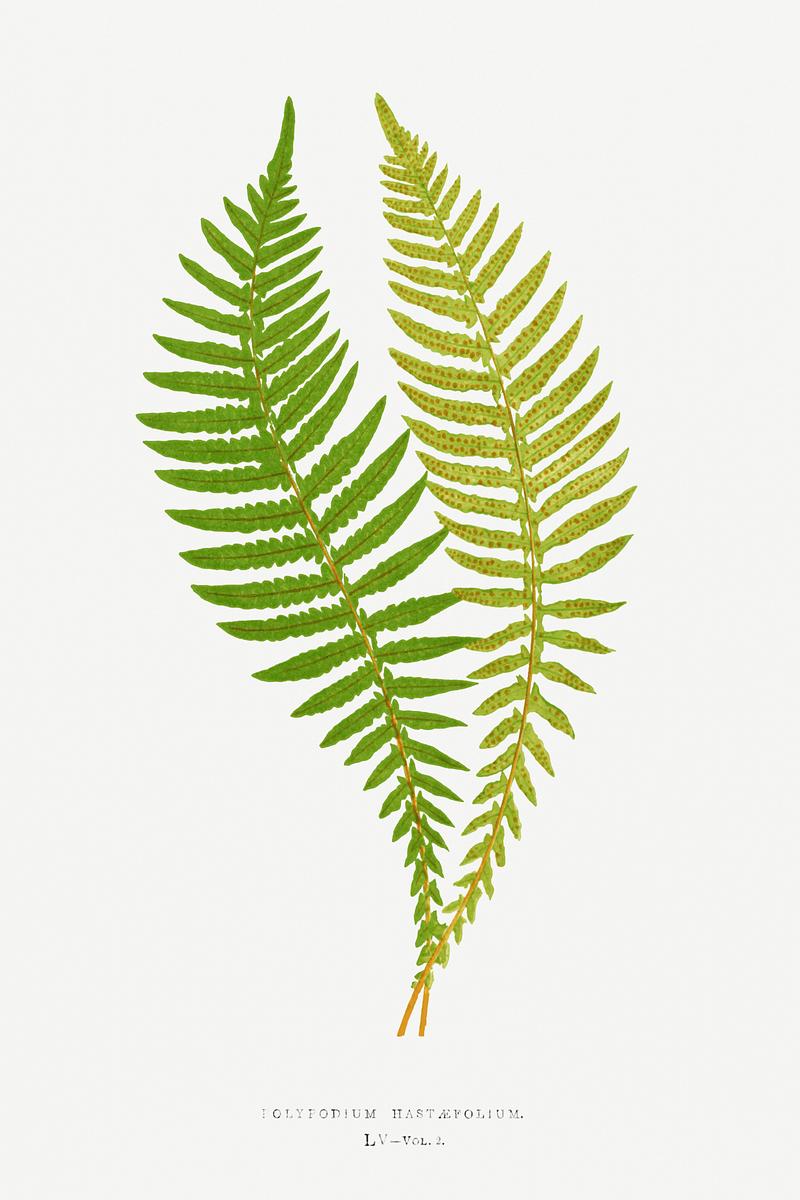 Edward Joseph Lowe Fern Polypodium Hastaefolium from Ferns: British and Exotic (1856-1860) by Edward Joseph Lowe. Original from Biodiversity Heritage…