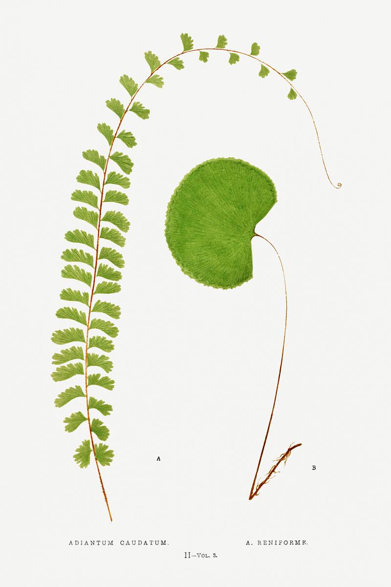 Edward Joseph Lowe Fern Adiantum Caudatum. (Walking Maidenhair) and A. Reniforme from Ferns: British and Exotic (1856-1860) by Edward Joseph Lowe.…