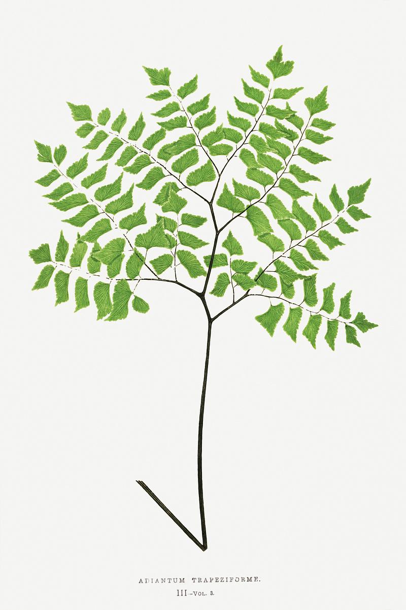 Edward Joseph Lowe Fern Adiantum Trapeziforme from Ferns: British and Exotic (1856-1860) by Edward Joseph Lowe. Original from Biodiversity Heritage…
