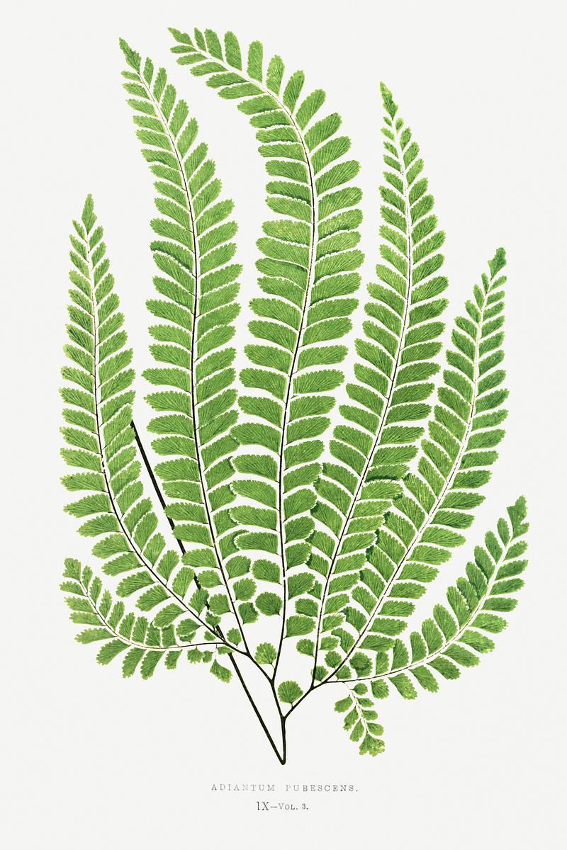 Edward Joseph Lowe Fern Adiantum Pubescens from Ferns: British and Exotic (1856-1860) by Edward Joseph Lowe. Original from Biodiversity Heritage…