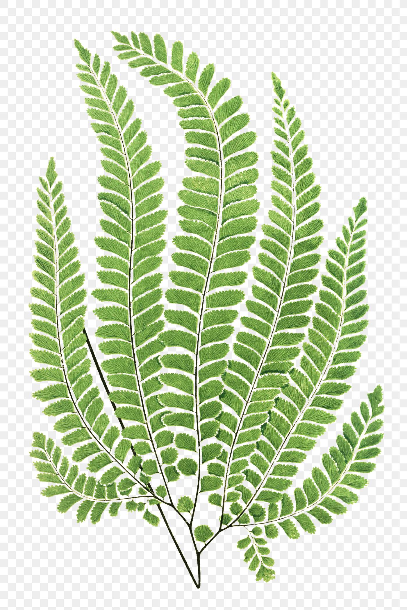 Vintage fern illustration png | Royalty free stock transparent png