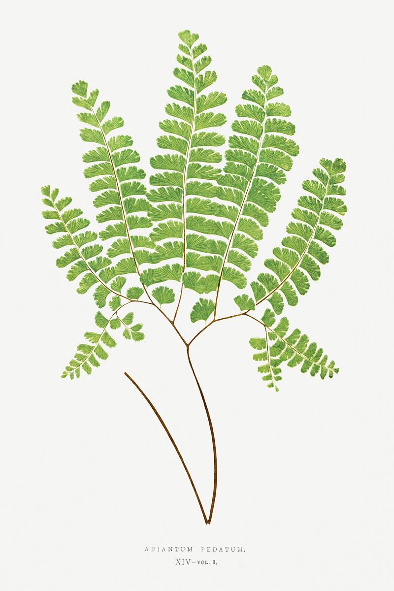 Edward Joseph Lowe Fern Adiantum Pedatum (Northern Maidenhair Fern) from Ferns: British and Exotic (1856-1860) by Edward Joseph Lowe. Original from…