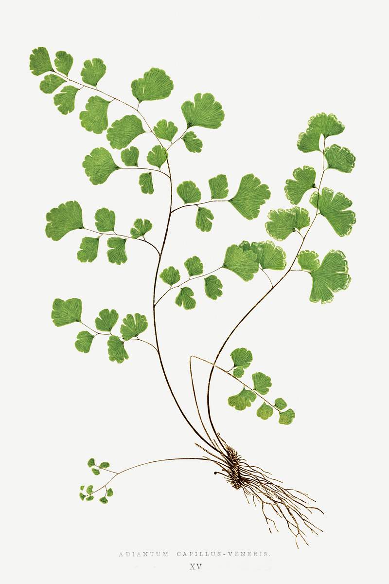 Adiantum Capillus–Veneris (Southern Maidenhair Fern) from Ferns: British and Exotic (1856-1860) by Edward Joseph Lowe.…