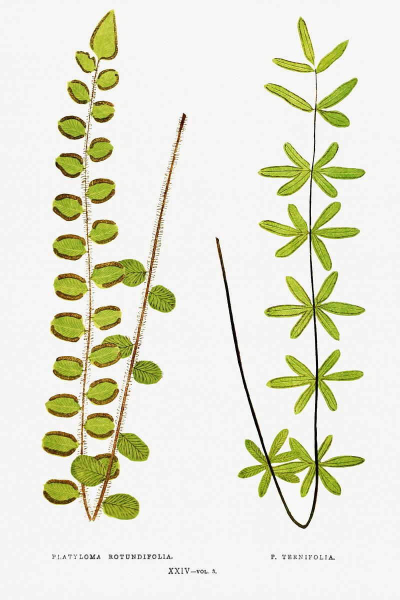 Edward Joseph Lowe Fern Platyloma Rotundifolia and P. Ternifolia from Ferns: British and Exotic (1856-1860) by Edward Joseph Lowe. Original from…
