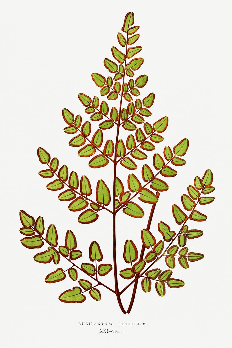 Edward Joseph Lowe Fern Cheilanthes Pteroides from Ferns: British and Exotic (1856-1860) by Edward Joseph Lowe. Original from Biodiversity Heritage…