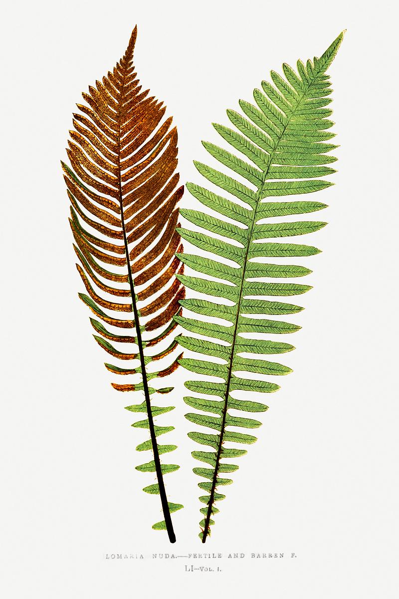 Edward Joseph Lowe Fern Lomaria Nuda. (Fishbone Waterfern)–Fertile and Barren F. from Ferns: British and Exotic (1856-1860) by Edward Joseph…