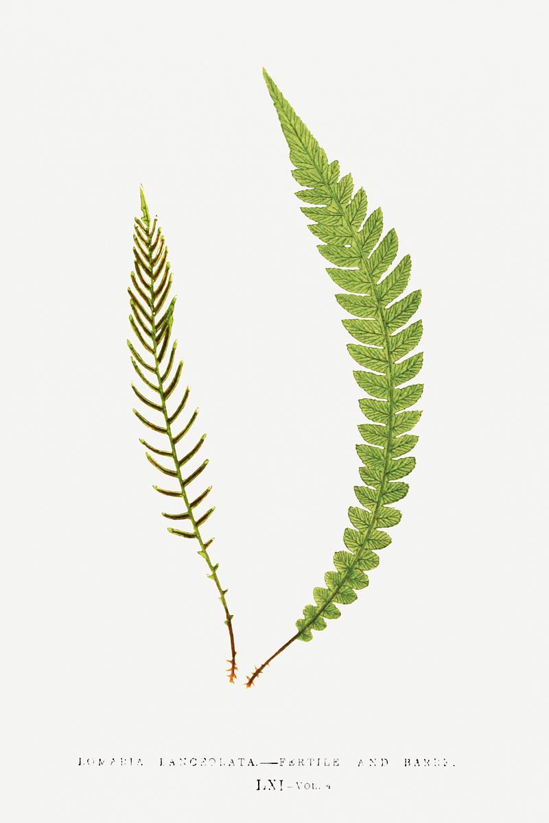 Edward Joseph Lowe Fern Lomabia Lanceolata from Ferns: British and Exotic (1856-1860) by Edward Joseph Lowe. Original from Biodiversity Heritage…