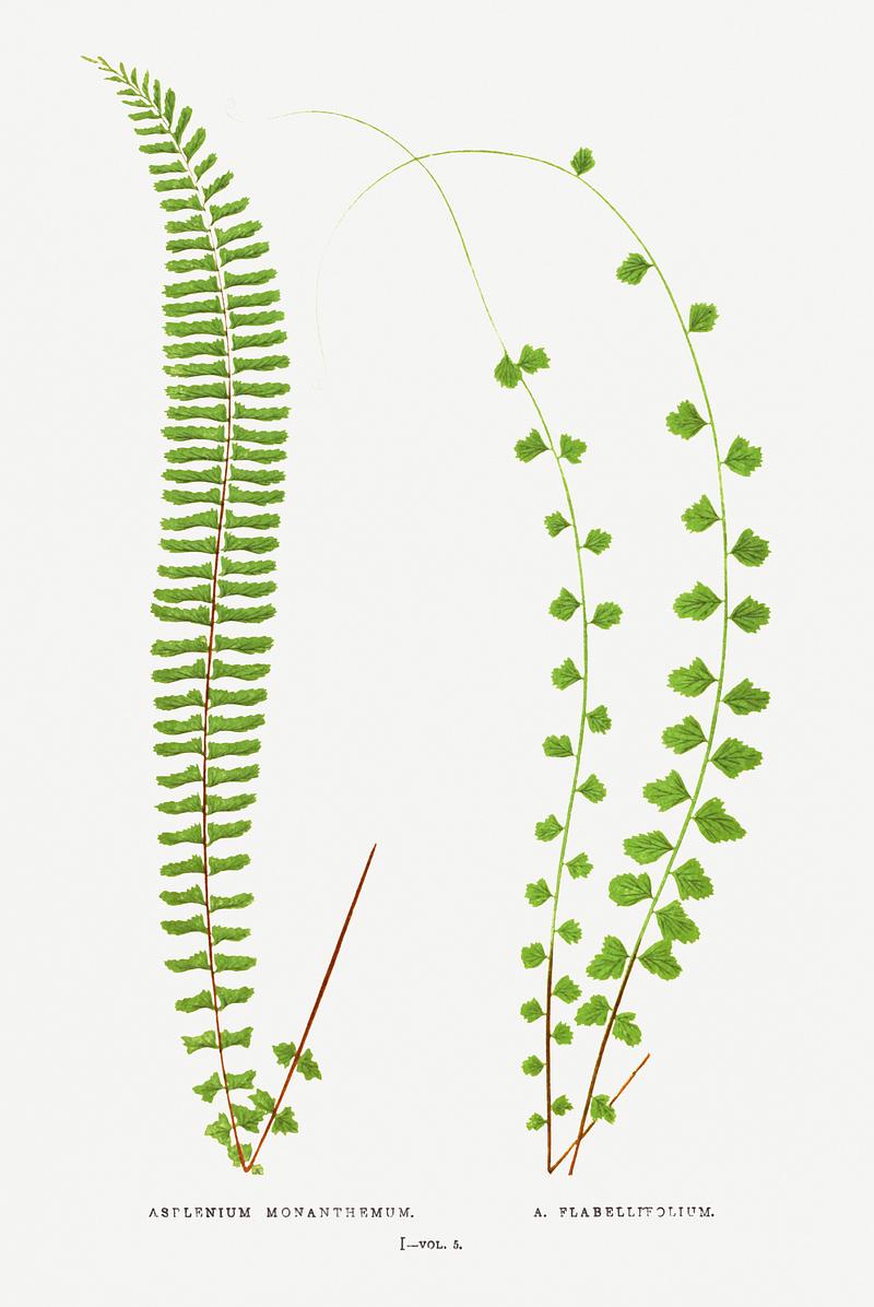Edward Joseph Lowe Fern Asplenium Monanthemum and A. Flabellifolium from Ferns: British and Exotic (1856-1860) by Edward Joseph Lowe. Original from…