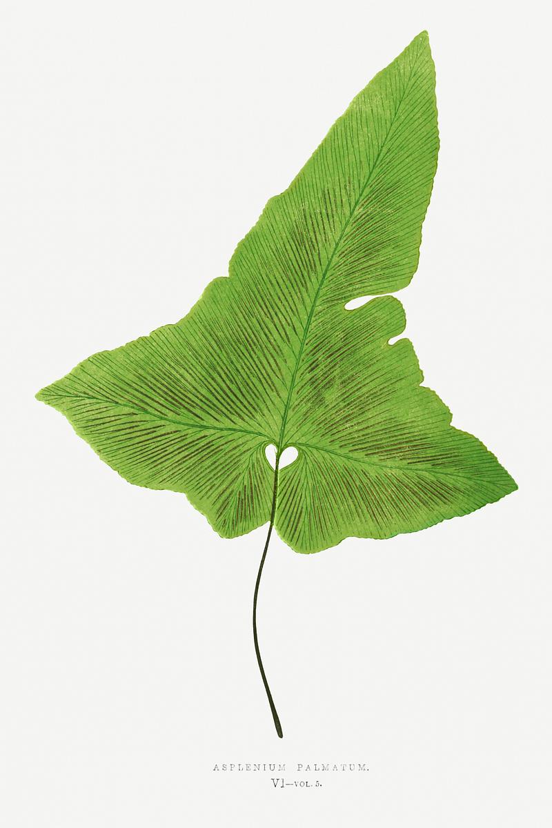 Edward Joseph Lowe Fern Asplenium Palmatum from Ferns: British and Exotic (1856-1860) by Edward Joseph Lowe. Original from Biodiversity Heritage…