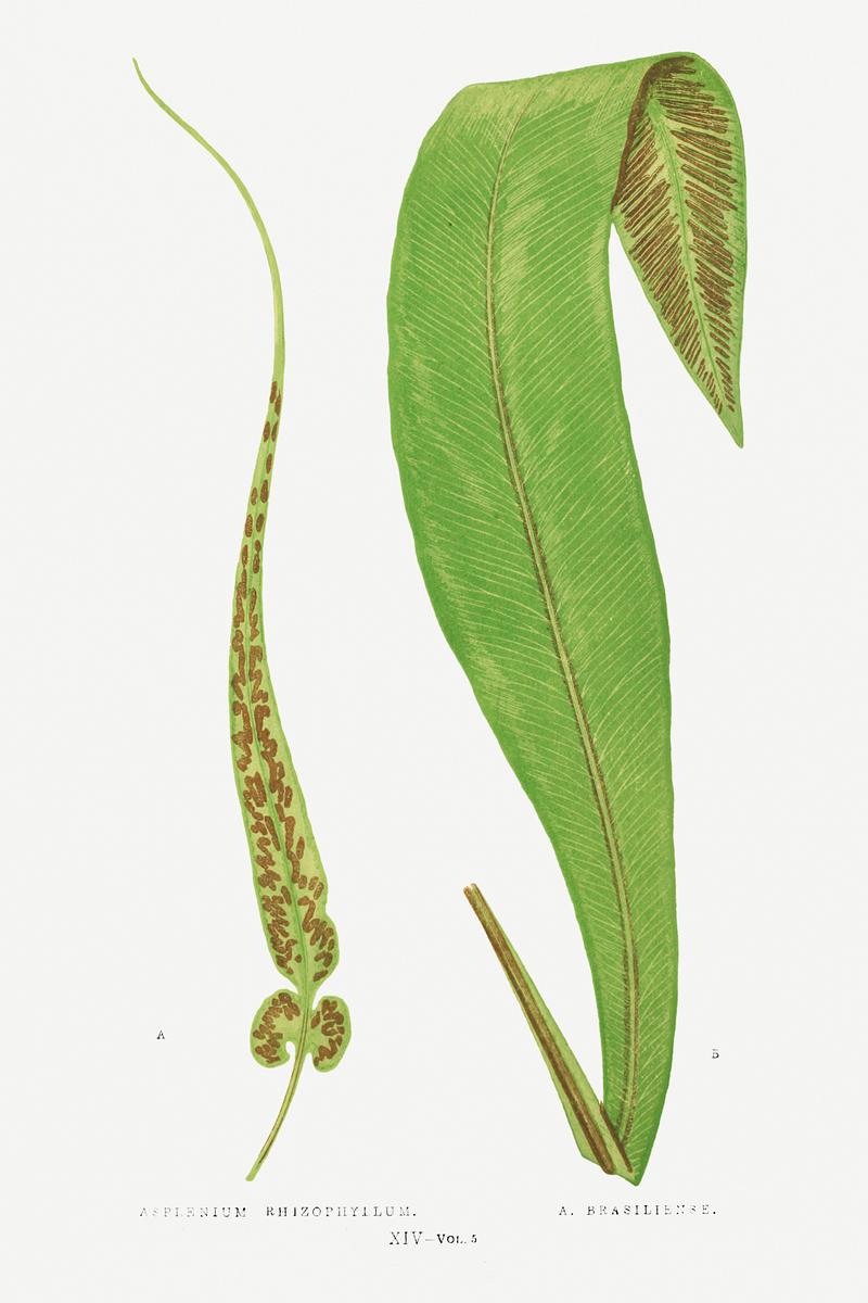 Edward Joseph Lowe Fern Asplenium Rhizophyllum (American Walikng Fern) and A. Brasiliense from Ferns: British and Exotic (1856-1860) by Edward Joseph…