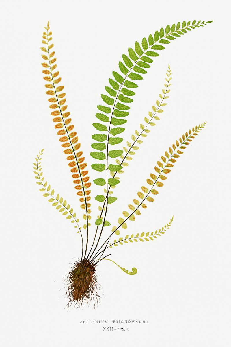 Edward Joseph Lowe Fern Asplenium Trichomanes (Maidenhair Spleenwort) from Ferns: British and Exotic (1856-1860) by Edward Joseph Lowe. Original from…