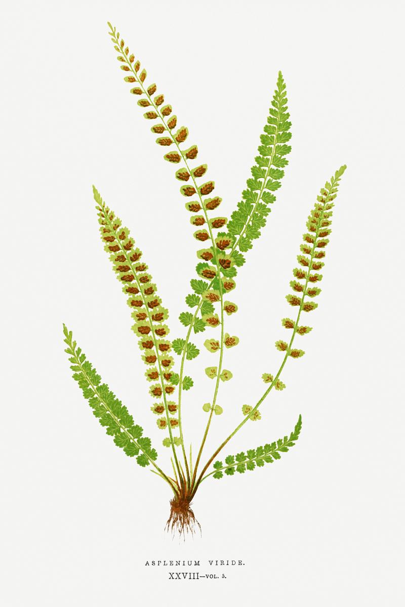 Edward Joseph Lowe Fern Asplenium Viride (Green Spleenwort) from Ferns: British and Exotic (1856-1860) by Edward Joseph Lowe. Original from…
