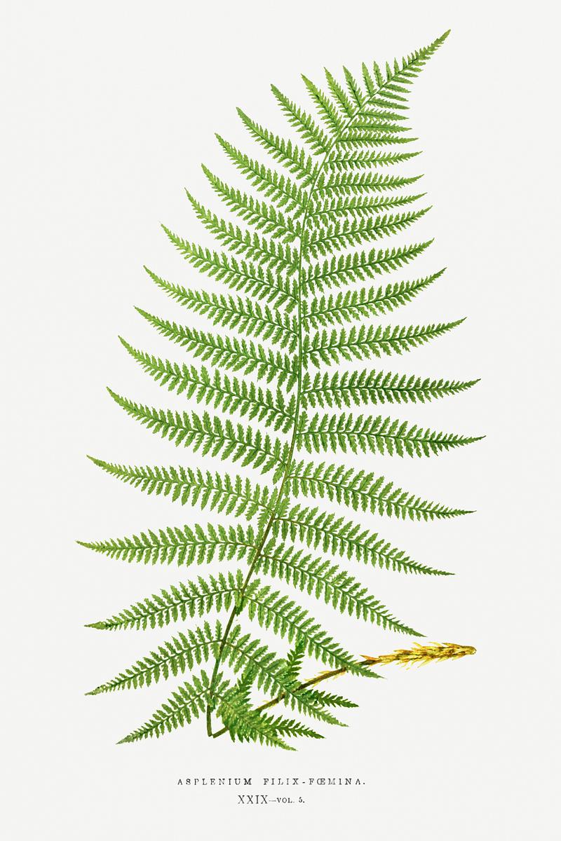 Edward Joseph Lowe Fern Athyrium Filix–Femina (Lady Fern) from Ferns: British and Exotic (1856-1860) by Edward Joseph Lowe. Original from…