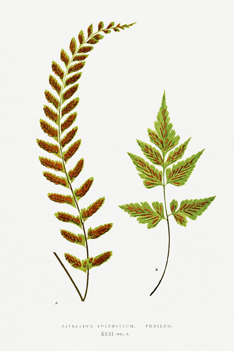 Edward Joseph Lowe Fern Asplenium Pulchellum and Asplenium Pumilum from Ferns: British and Exotic (1856-1860) by Edward Joseph Lowe. Original from…