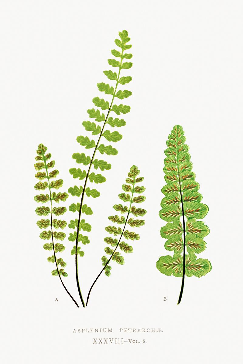 Edward Joseph Lowe Fern Asplenium Petrarchae from Ferns: British and Exotic (1856-1860) by Edward Joseph Lowe. Original from Biodiversity Heritage…
