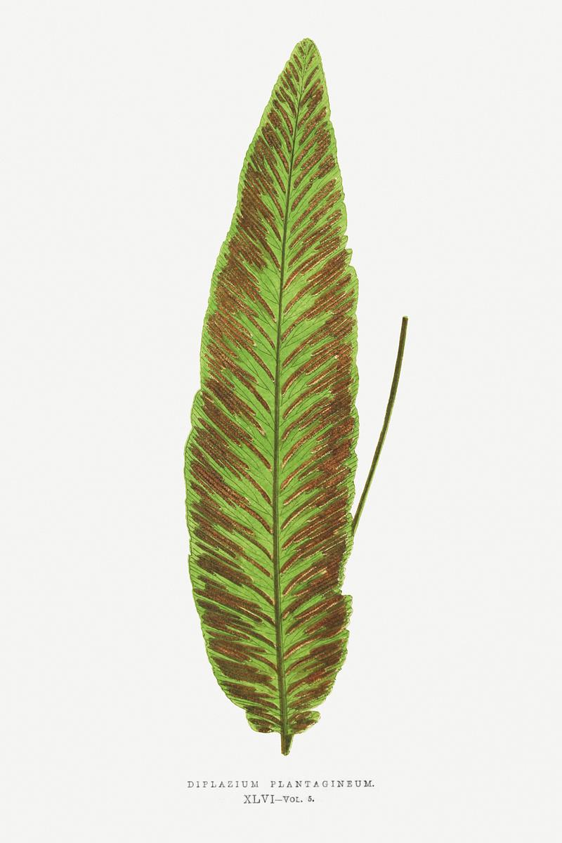 Edward Joseph Lowe Fern Diplazium Plantagineum from Ferns: British and Exotic (1856-1860) by Edward Joseph Lowe. Original from Biodiversity Heritage…