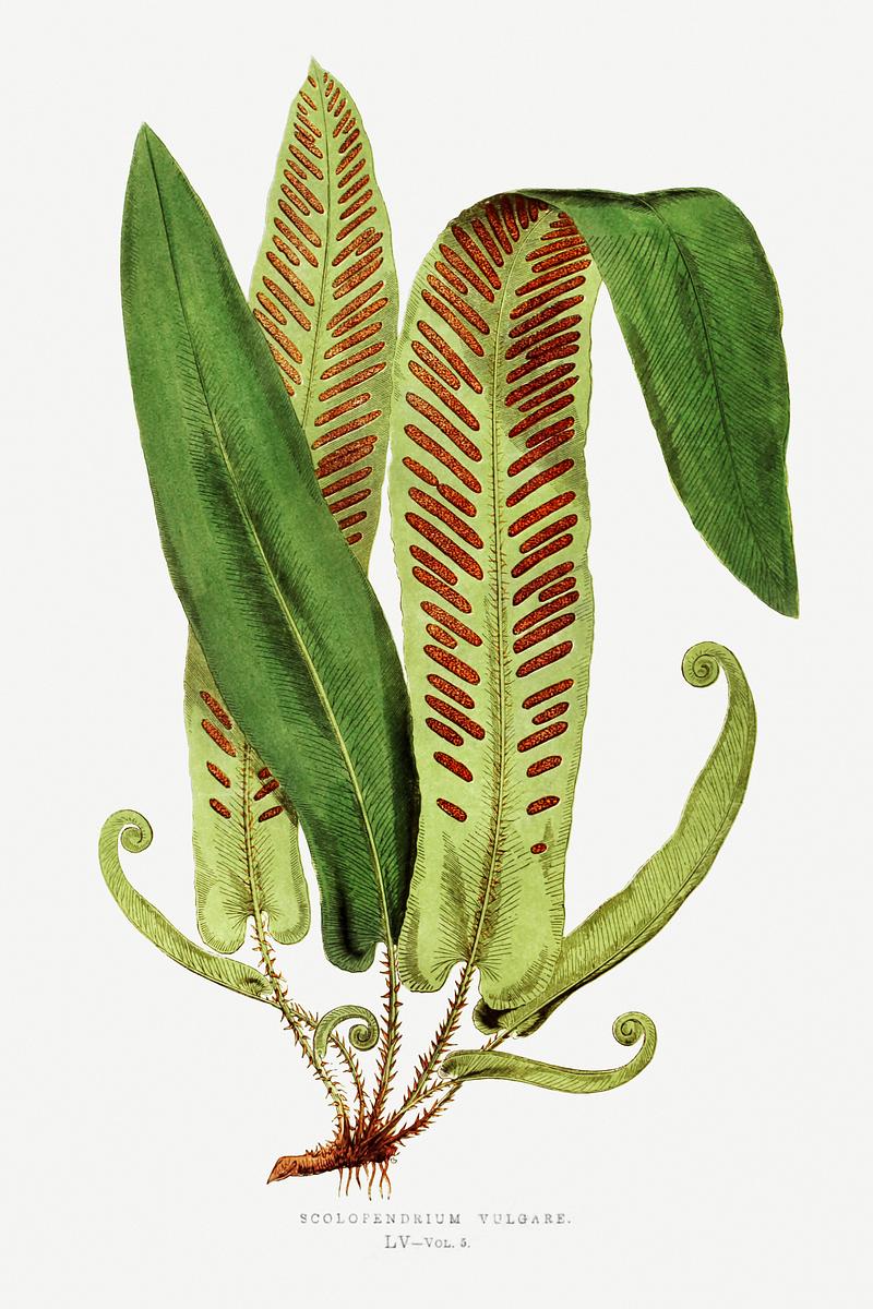 Edward Joseph Lowe Fern Asplenium Vulgare from Ferns: British and Exotic (1856-1860) by Edward Joseph Lowe. Original from Biodiversity Heritage…