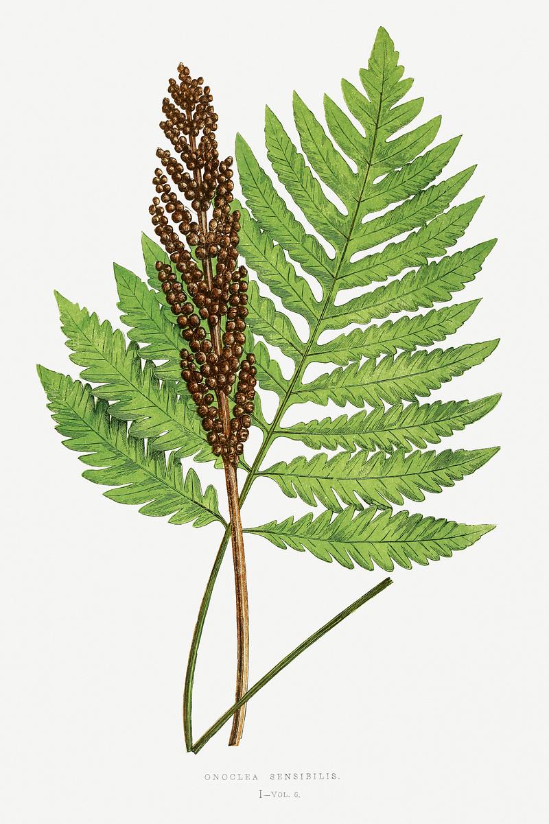 Edward Joseph Lowe Fern Onoclea Sensibilis (Sensitive Fern) from Ferns: British and Exotic (1856-1860) by Edward Joseph Lowe. Original from…