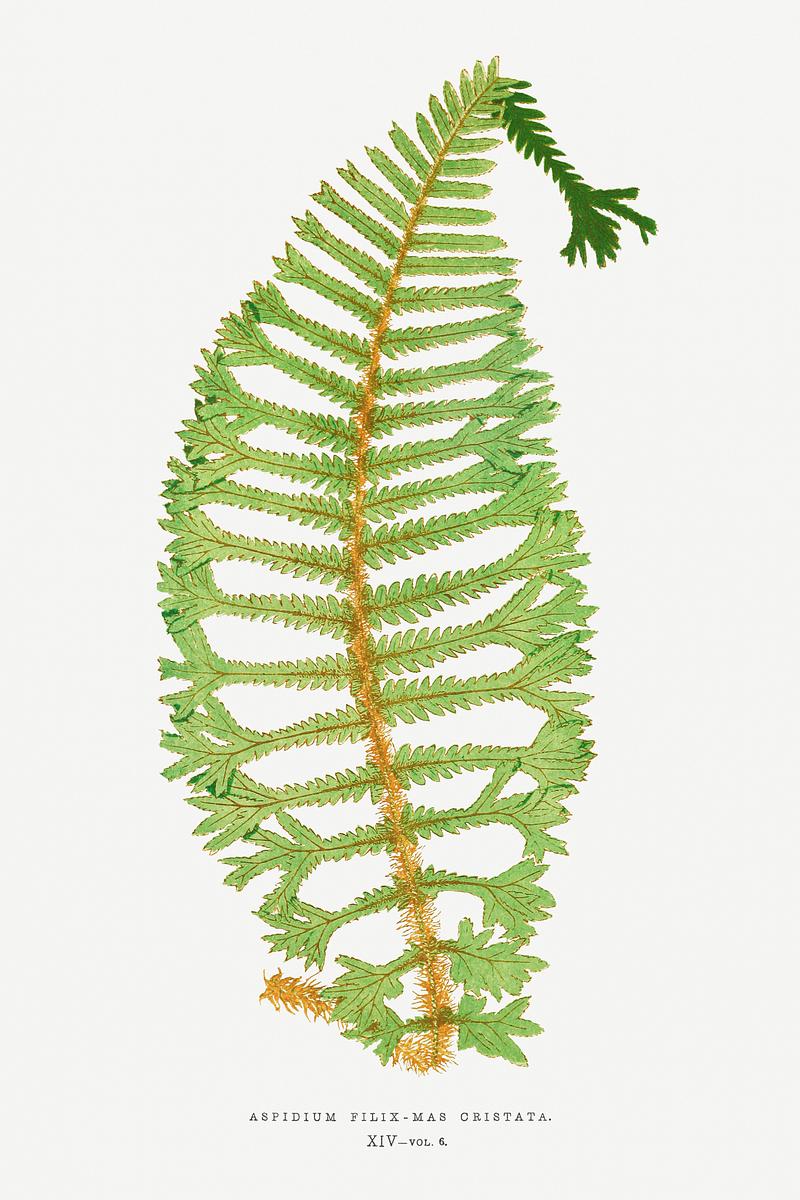Edward Joseph Lowe Fern Dryopteris Filix–Mas Cristata from Ferns: British and Exotic (1856-1860) by Edward Joseph Lowe. Original from…