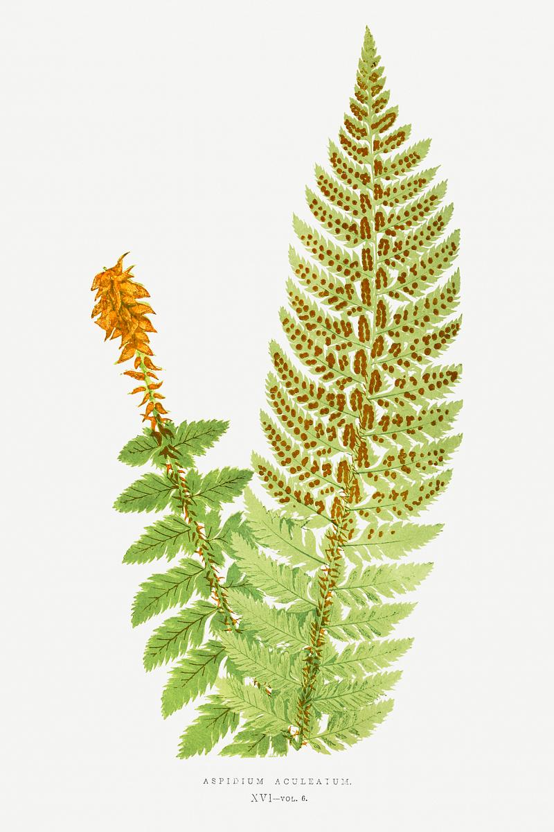 Edward Joseph Lowe Fern Aspidium Aculeatum from Ferns: British and Exotic (1856-1860) by Edward Joseph Lowe. Original from Biodiversity Heritage…