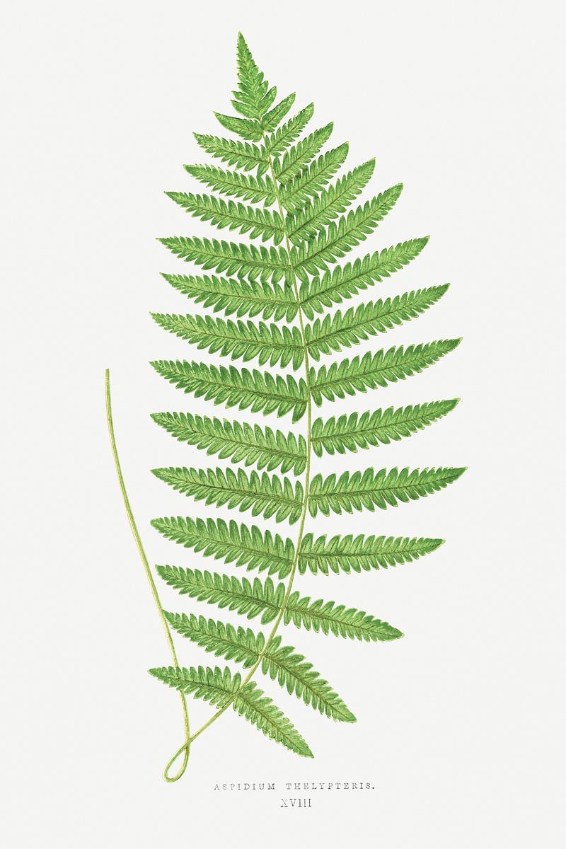 Edward Joseph Lowe Fern Aspidium Thelypteris from Ferns: British and Exotic (1856-1860) by Edward Joseph Lowe. Original from Biodiversity Heritage…