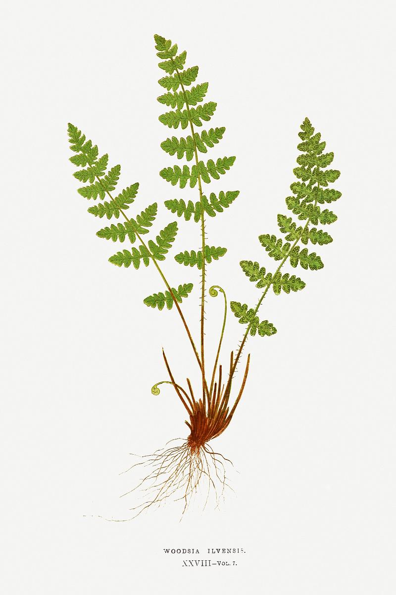 Edward Joseph Lowe Fern Woodsia Ilvensis (Oblong Woodsia) from Ferns: British and Exotic (1856-1860) by Edward Joseph Lowe. Original from…